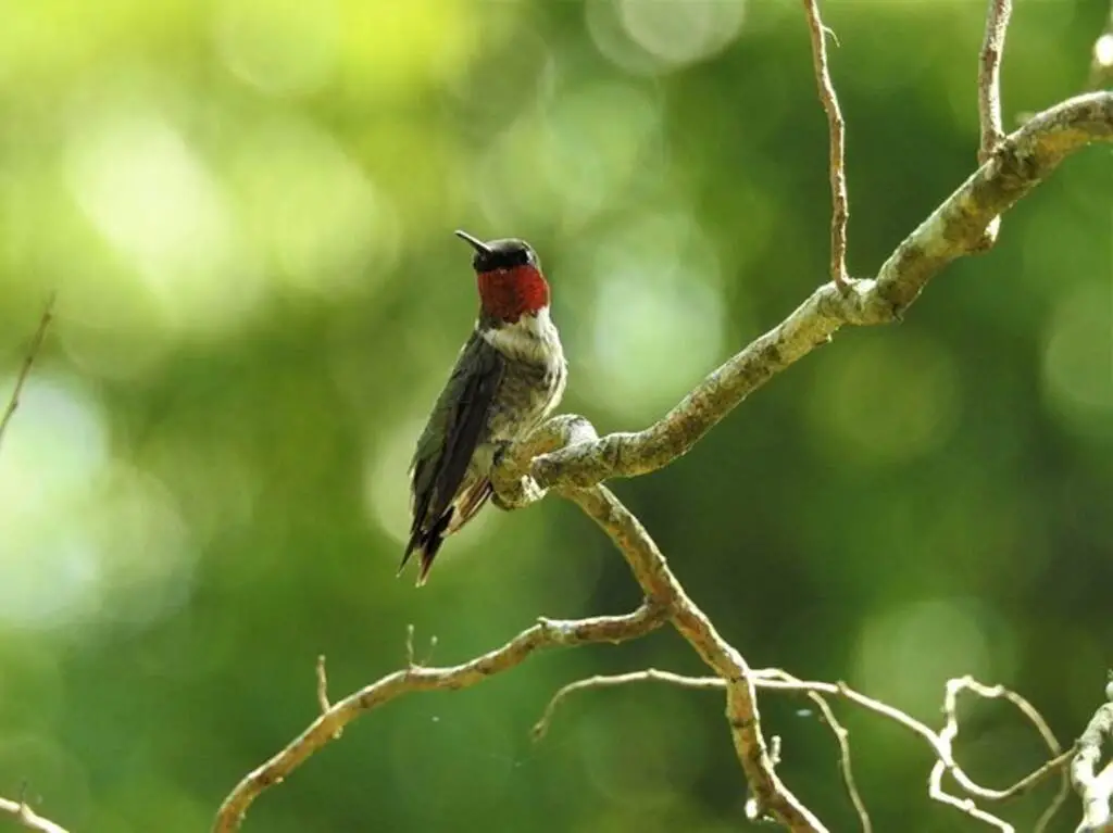 A ruby-throated hummingbird perched on a tree branch.