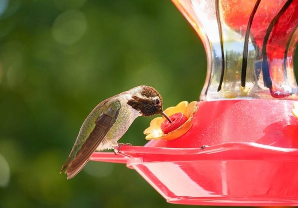 A Hummingbird perched at a feeder.