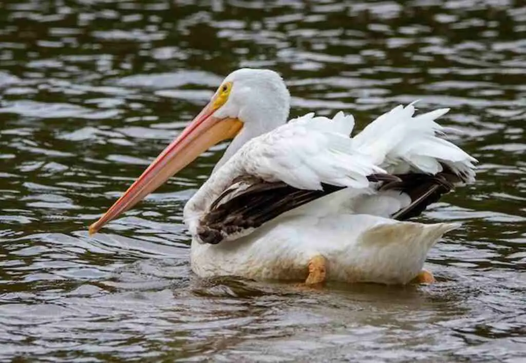 An American White Pelican swimming in the water.