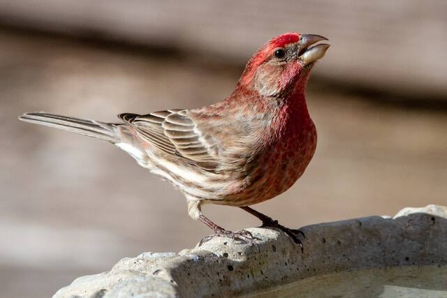 A male House Finch perched on the edge of a bird bath drinking water.