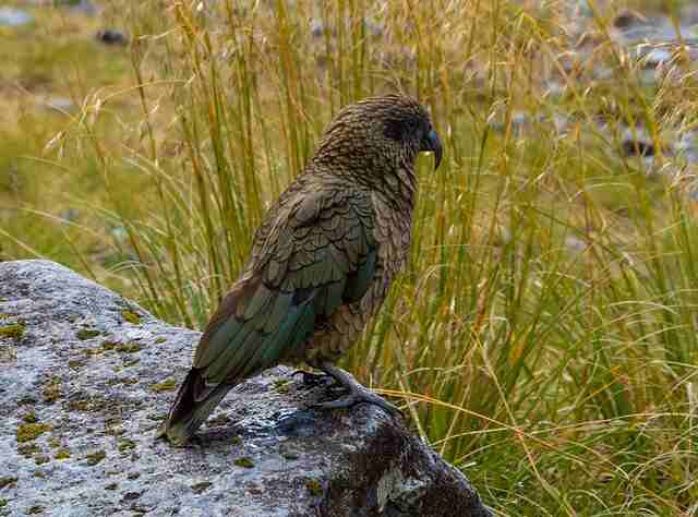 A Kea perched on a large rock.