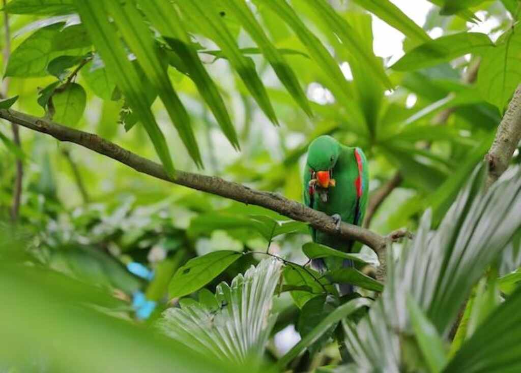 A Moluccan eclectus parrot eating.