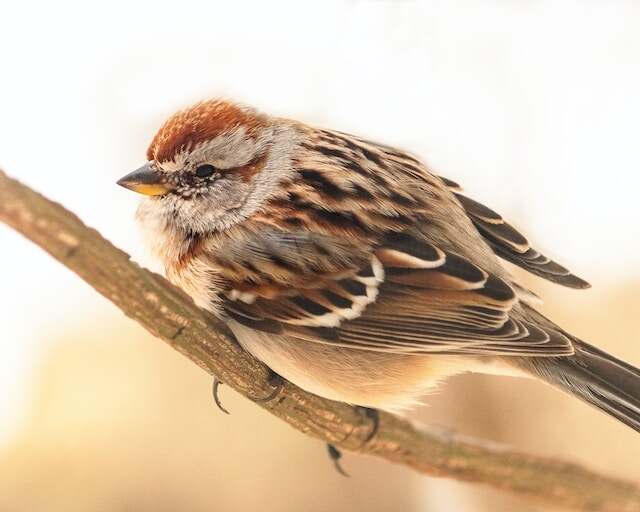 An American tree sparrow close-up photo.