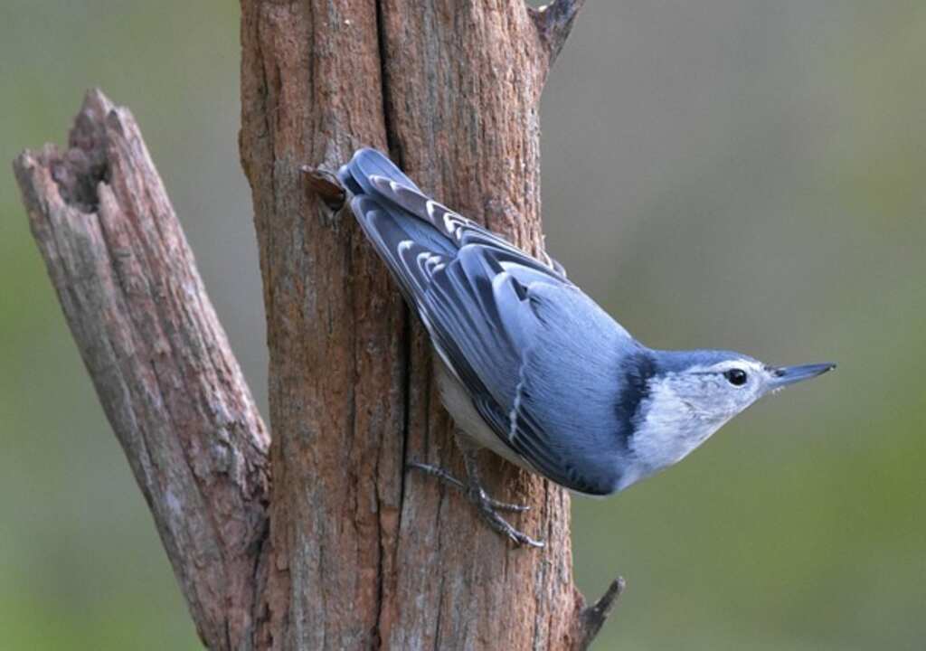A White-breasted Nuthatch walking down a tree.