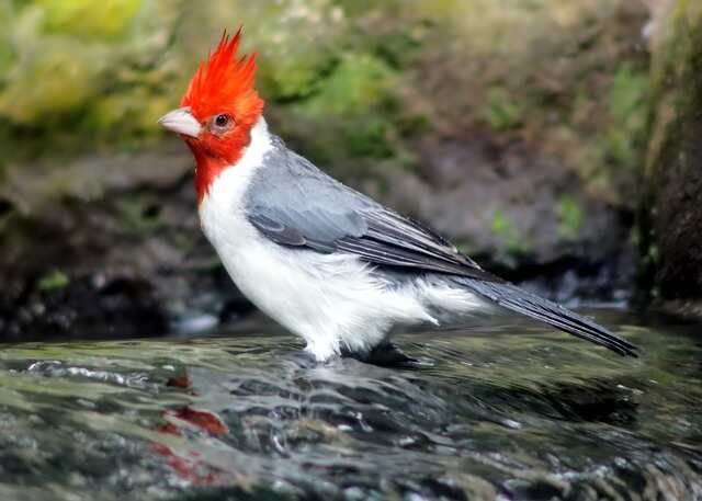 A Red-crested Cardinal