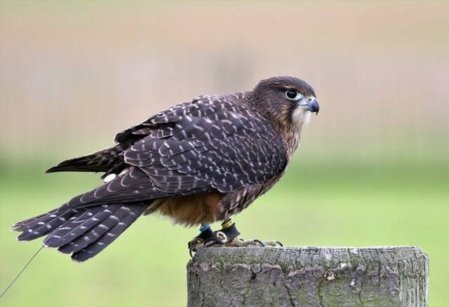 A New Zealand Falcon perched on a tree stump.