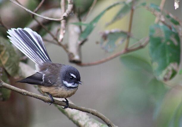 A New Zealand Fantail perched in a tree.