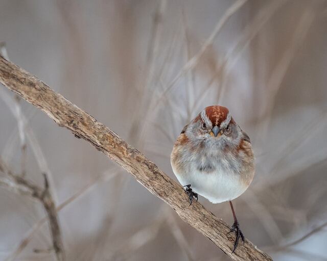 An American Tree Sparrow perched in a tree.