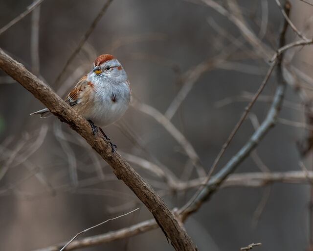 An American Tree Sparrow perched on a tree branch.