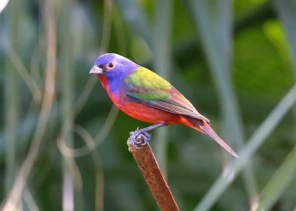 A Painted Bunting perched on a post.