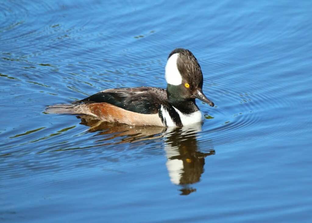 A Hooded merganser swimming in the water.