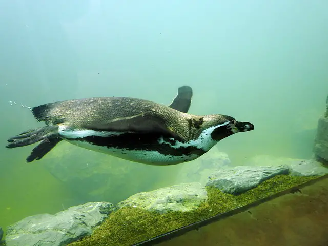 A Humboldt penguin swimming around in the water.