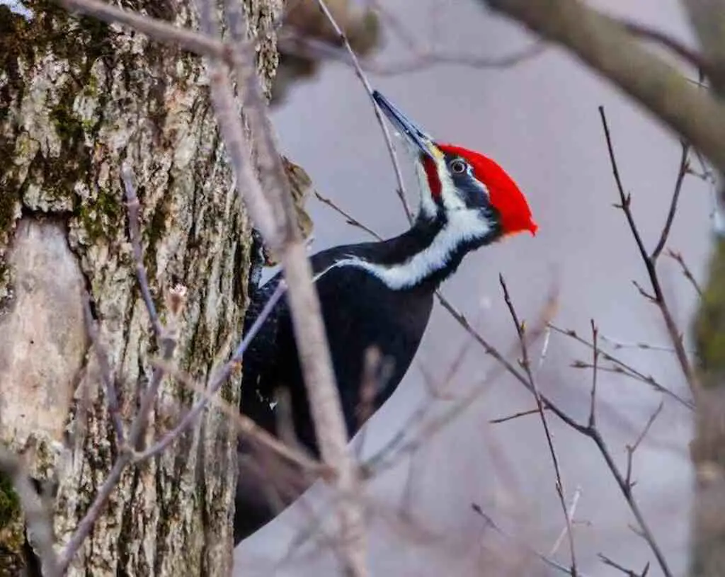 A Pileated Woodpecker drumming away.