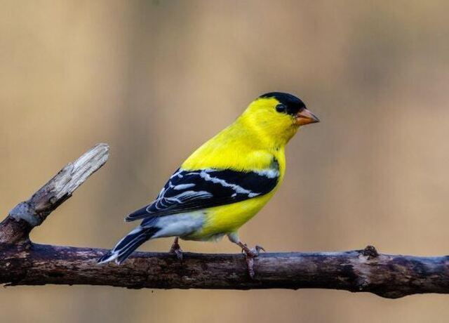 An American Goldfinch perched on a tree branch.