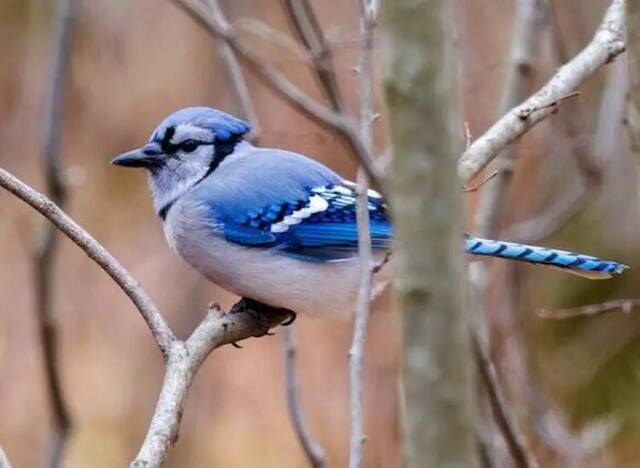 A Blue Jay perched in a tree.