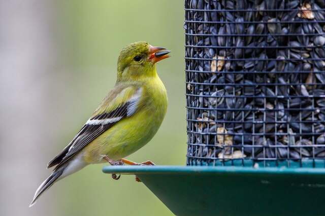 An American Goldfinch eating black-oil sunflower seeds.
