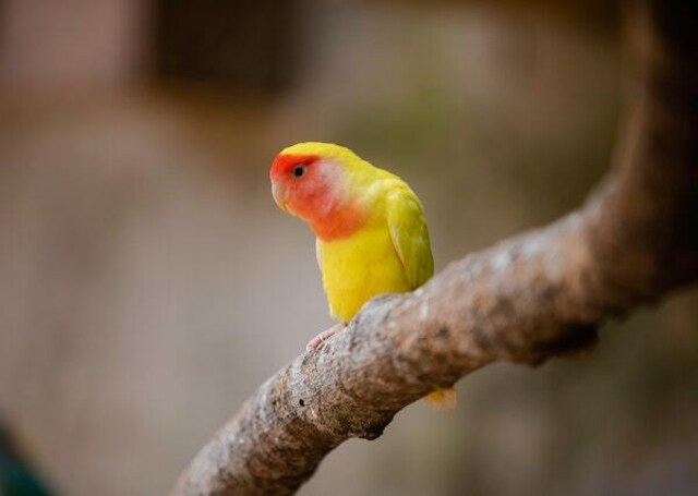 A Rosy-faced Lovebird perched in a tree.