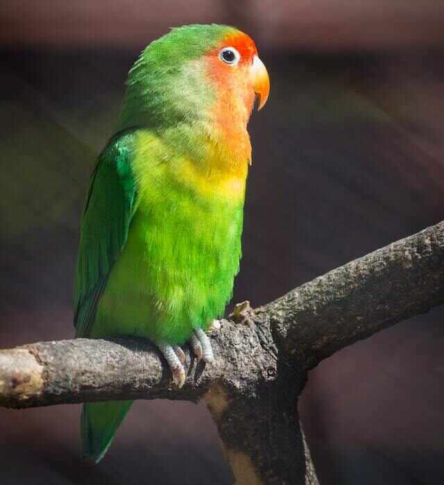 A Peach -faced Lovebird perched on a branch.
