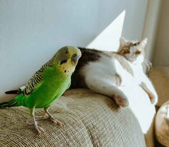 A cat watching a parakeet.