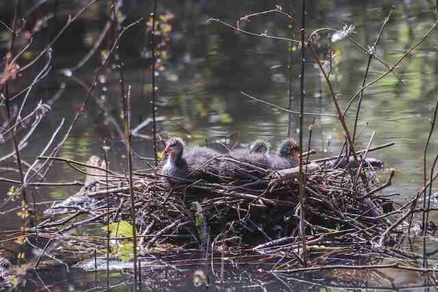 Ducks in a water nest.