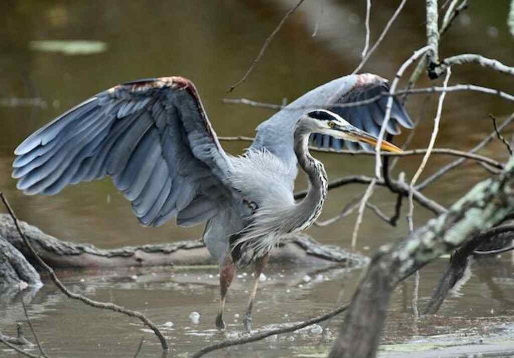 A Great Blue Heron foraging in the water with its wings spread wide.