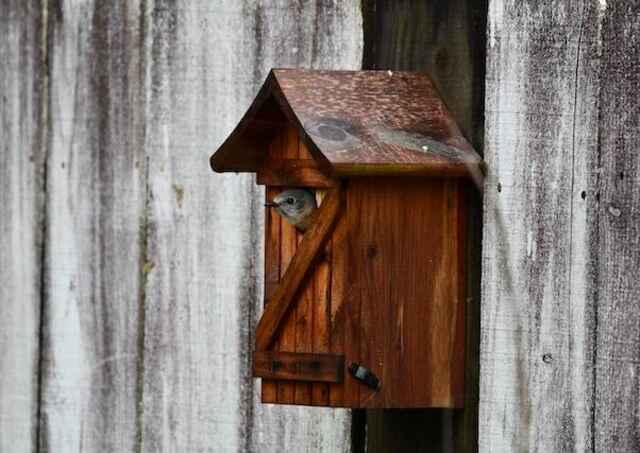 A small bird sticking its head out of a birdhouse.