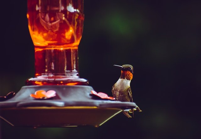A hummingbird perched at a feeder.