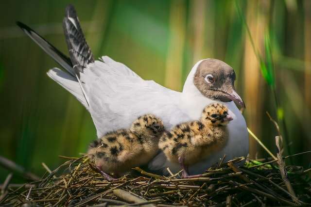 A Gull in a nest with its chicks.