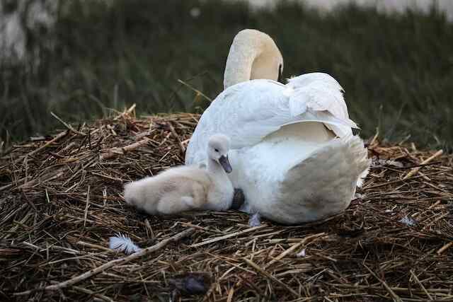 An Adult Swan with a cygnet in its nest.