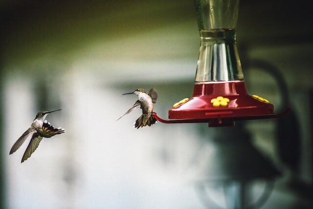 Two hummingbirds flying around a feeder.