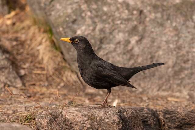 A Blackbird foraging on the ground.