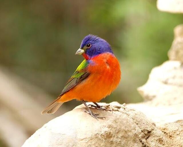 A painted bunting perched on a large rock.
