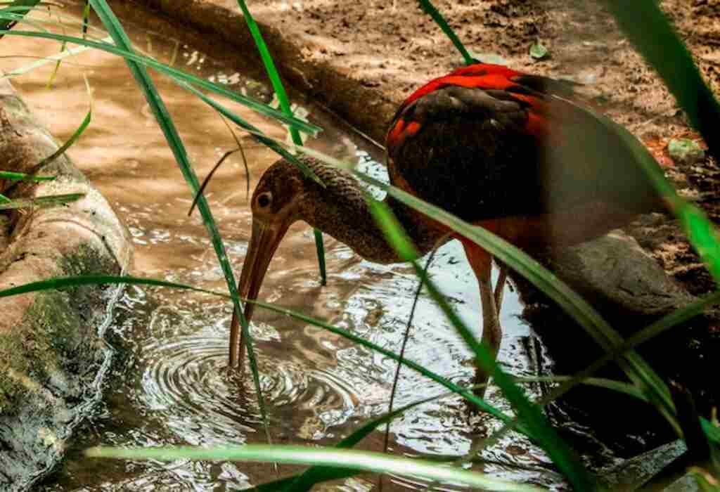 An Ibis drinking water from a pond.