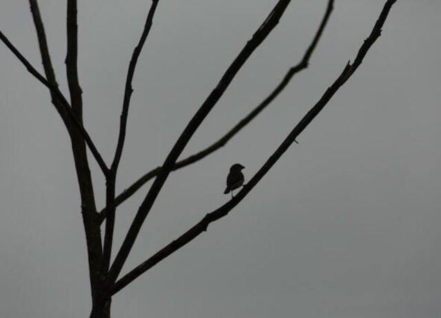 A silhouette of bird on branch.
