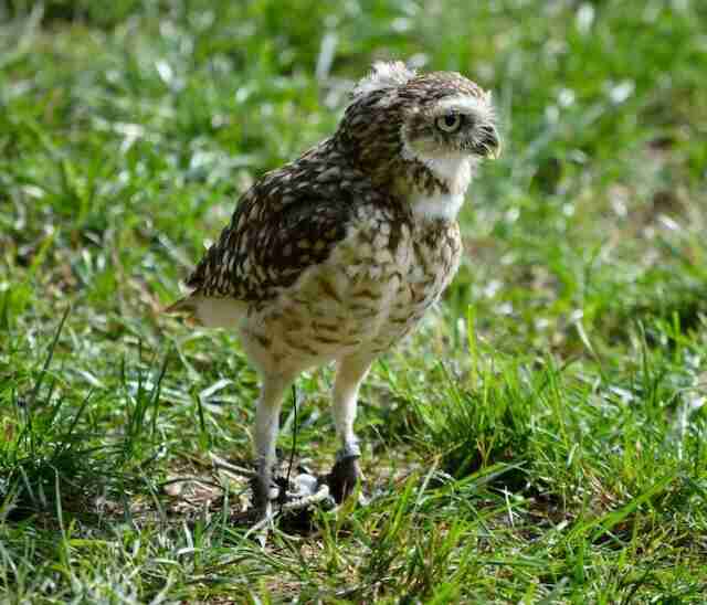 A Burrowing Owl foraging on grass.