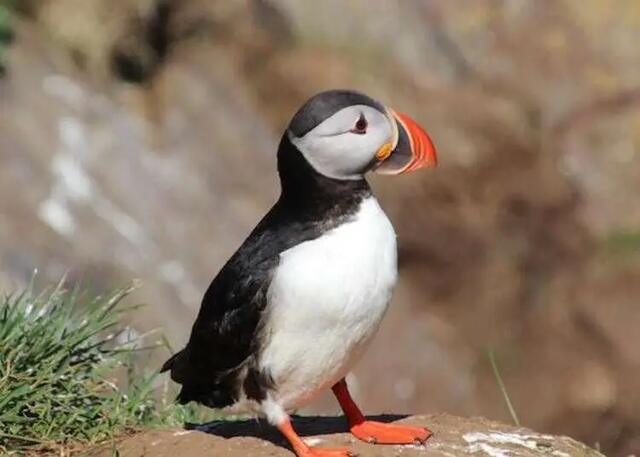 An Atlantic Puffin perched on a rock.