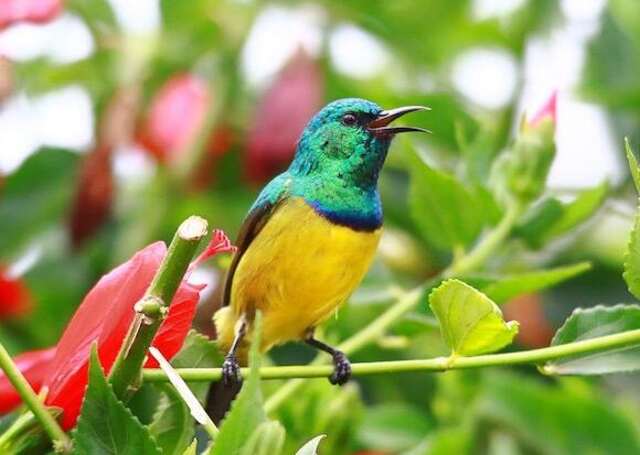 A Collared Sunbird perched on a branch.