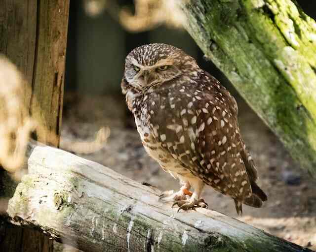 A Burrowing Owl perched on a log.