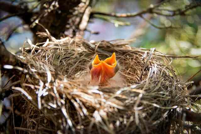Two baby birds in a nest.