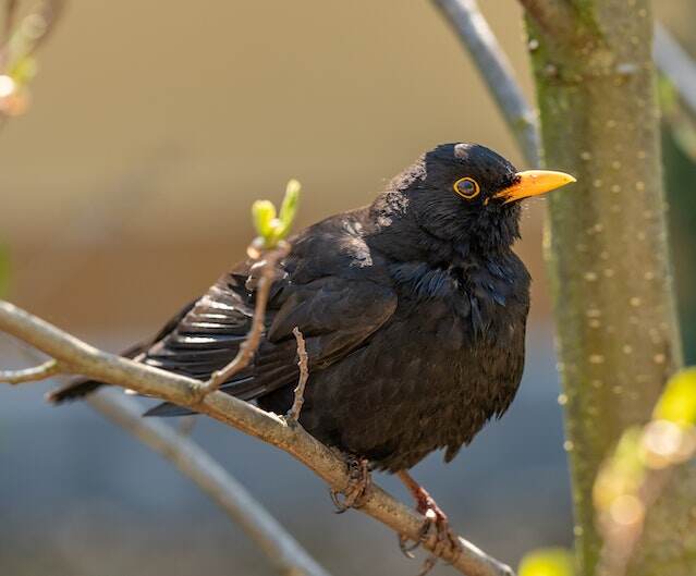 A Blackbird perched on a tree branch.