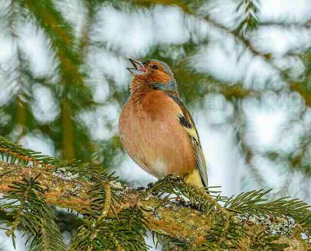 A European Chaffinch  perched on a tree.
