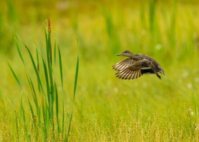 A duck flying through a field.