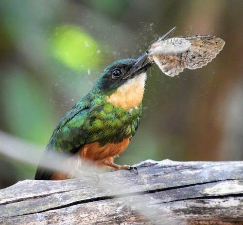 A rufous-tailed jacamar perched on a tree with a moth in its beak.