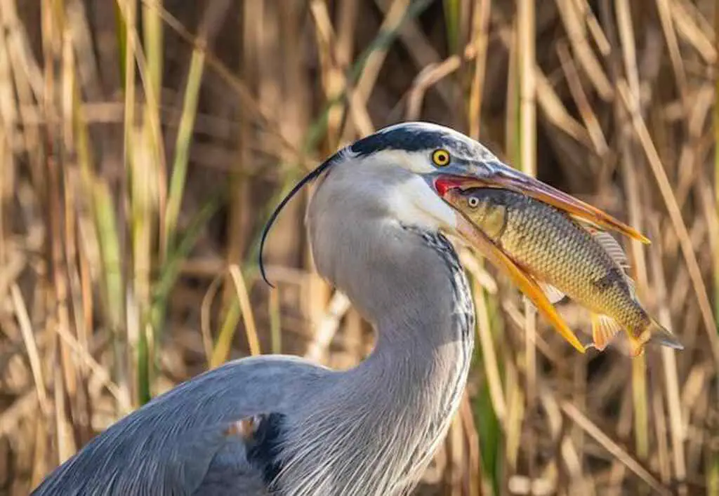 A Heron feeding on a fish.