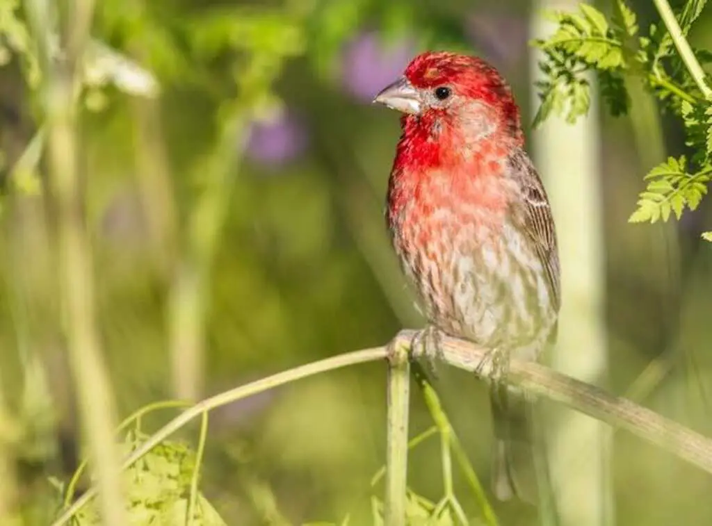 A Purple Finch perched on a branch.