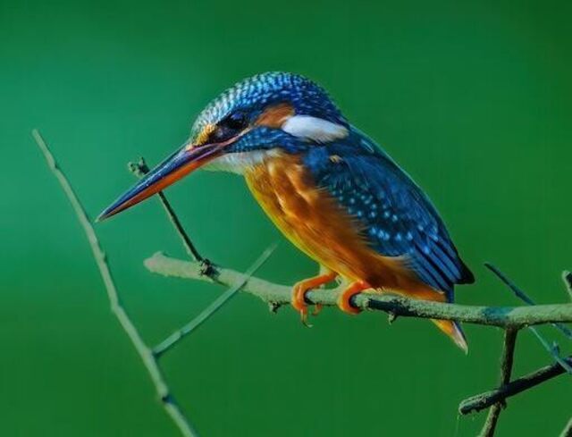 A Common Kingfisher perched on a branch.