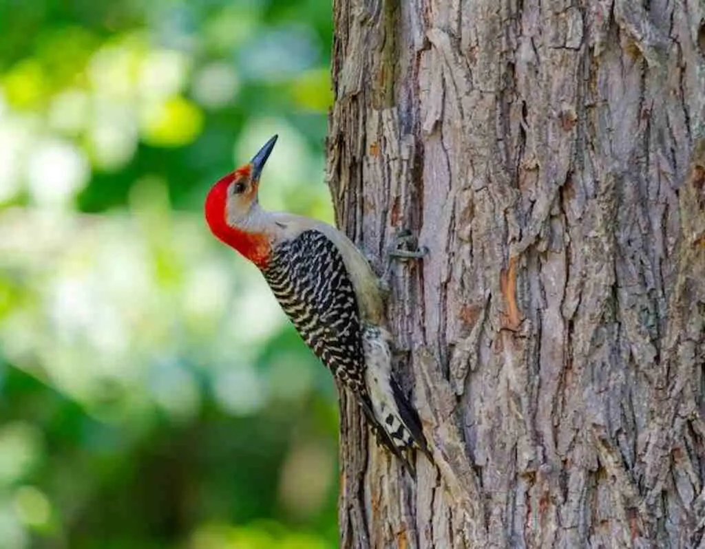 A Red-bellied woodpecker perched onto the side of a tree drumming.