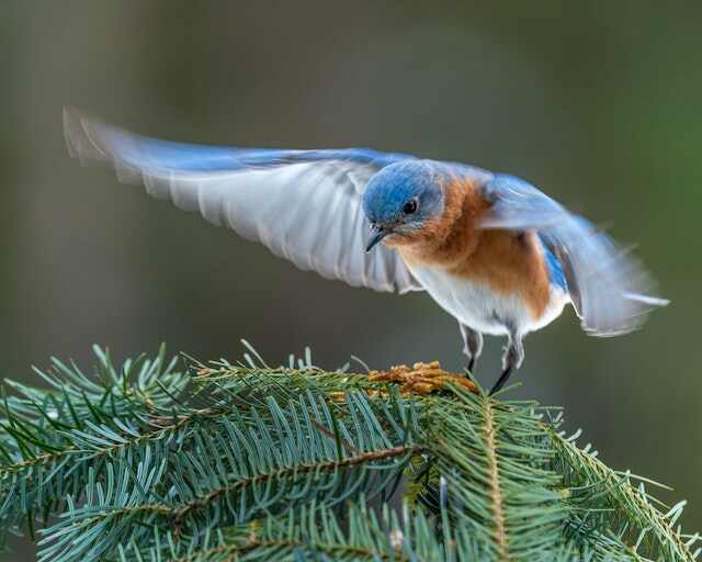 An Eastern Bluebird perched on a pine tree with its wings spread open.