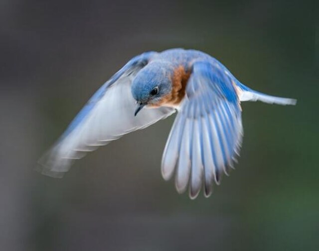 An Eastern Bluebird flying low.