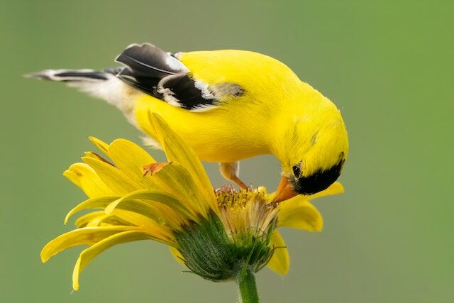 An American Goldfinch perched on a yellow flower.